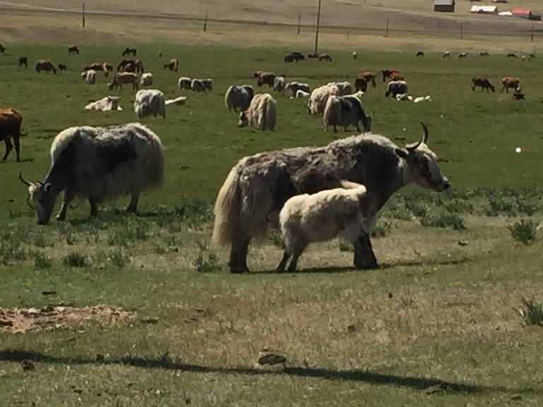 Mama & Baby Yak 2.jpg