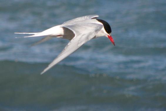 Antarctic Tern, South Georgia.jpg