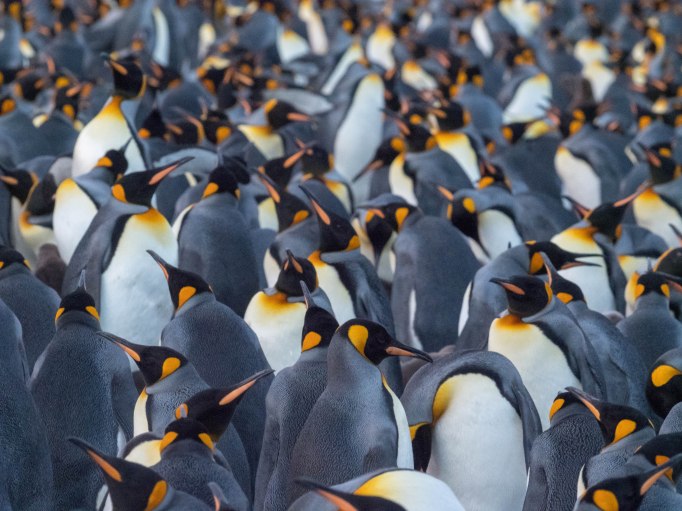 King Penguins Gold Harbor.jpg