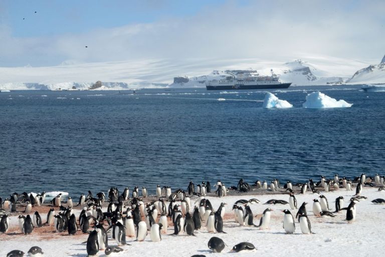 11A Gentoo Penguins On Aitcho Barrientos Island In South Shetland Islands With Quark Expeditions Antarctica Cruise Ship.jpg