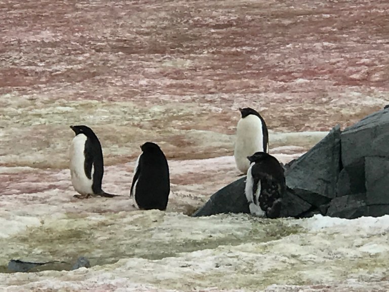 Adelie Penguin on Petermann.JPG