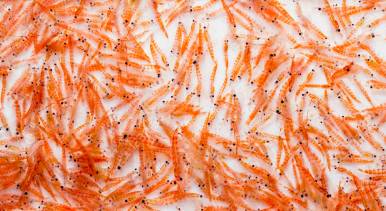 Krill