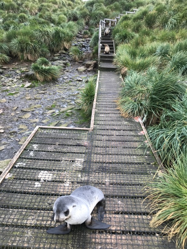 More of my seal followers.JPG