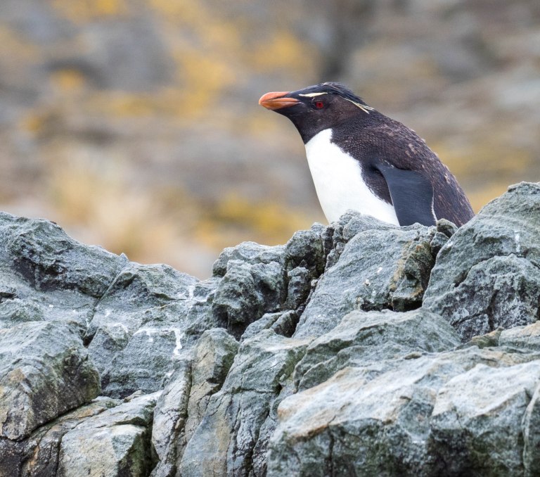 Rockhopper Penguin 2.jpg
