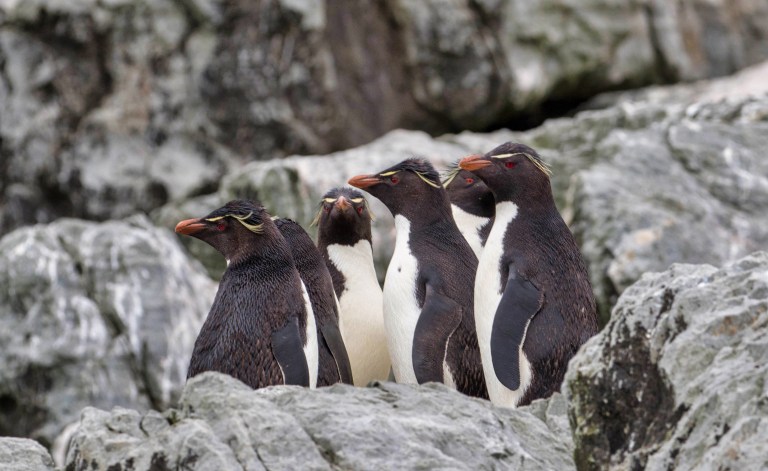 Rockhopper Penguin.jpeg
