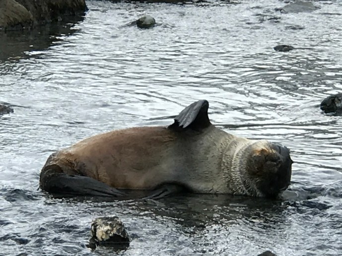 Seal in Stream 2 .JPG