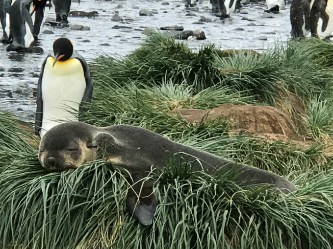 Seal & Penguin.JPG
