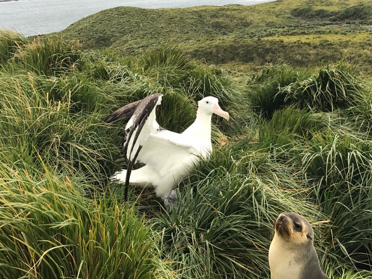 Seal photobombing my bird pic.JPG
