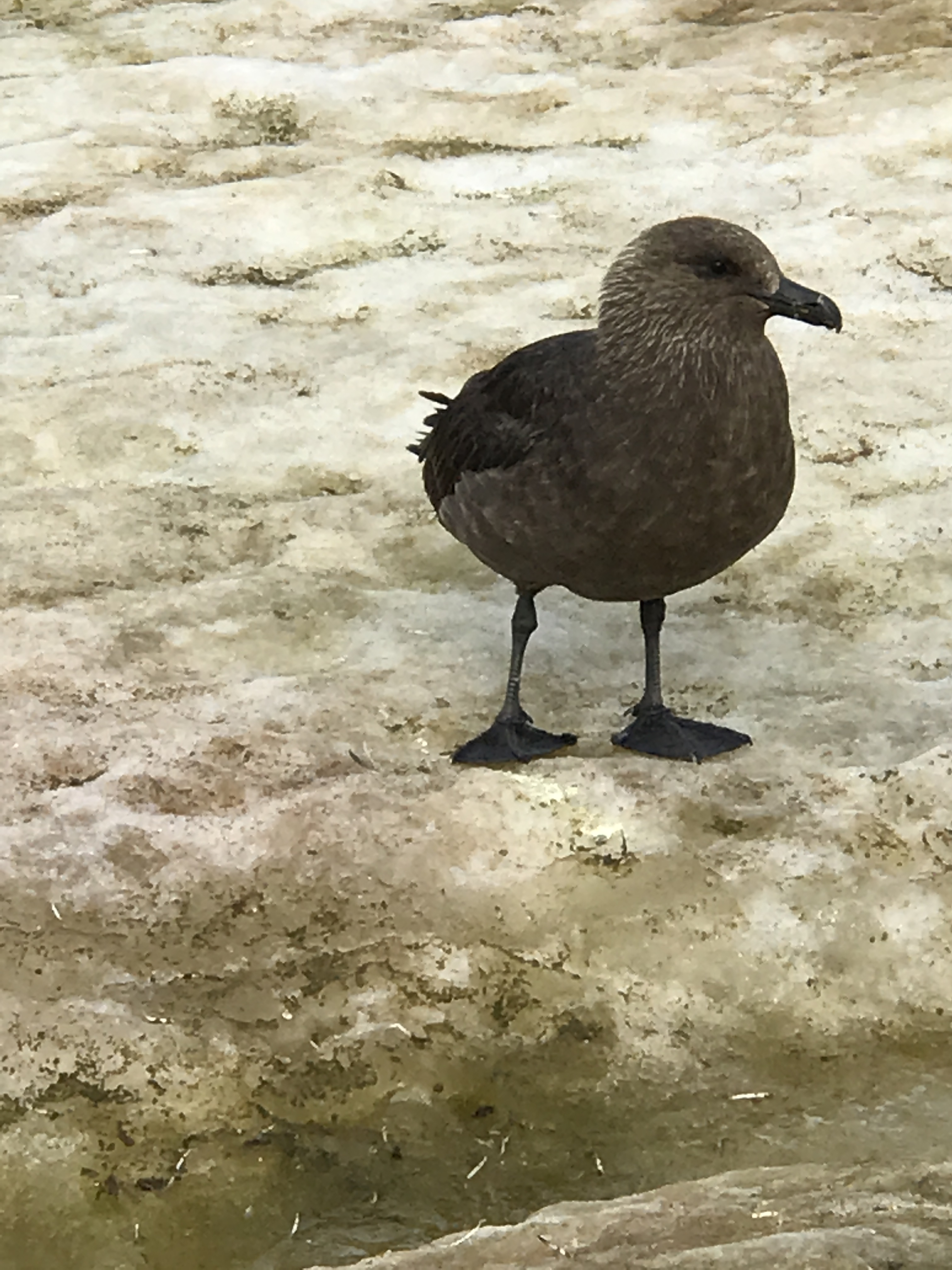 Skua on Petermann Island.JPG