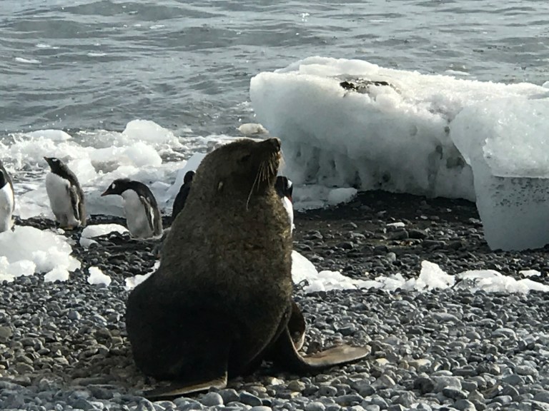 Standing Seal on Brown Bluff.JPG