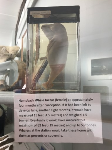Whale fetus.JPG