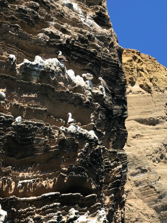 Blue footed Boobies on Fernandina.JPG
