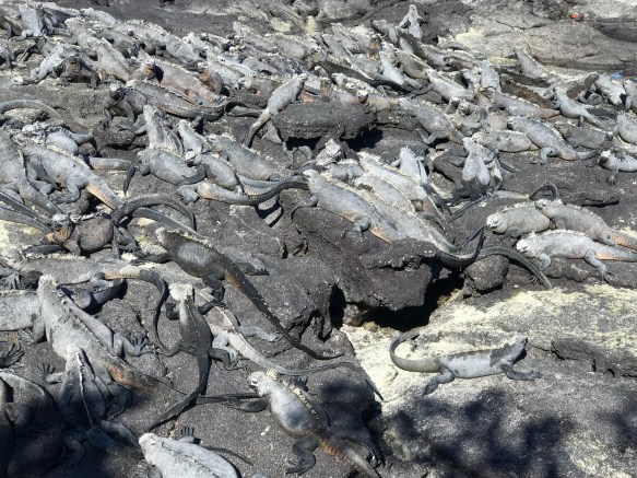 Iguana, Iguana everywhere!.JPG