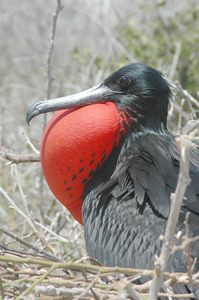 Male Frigate Bird.jpg
